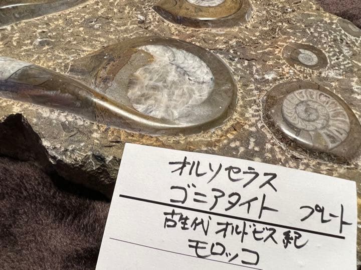 化石 オルソセラス ゴニアタイト プレート 古生代 オルドビス紀 モロッコ