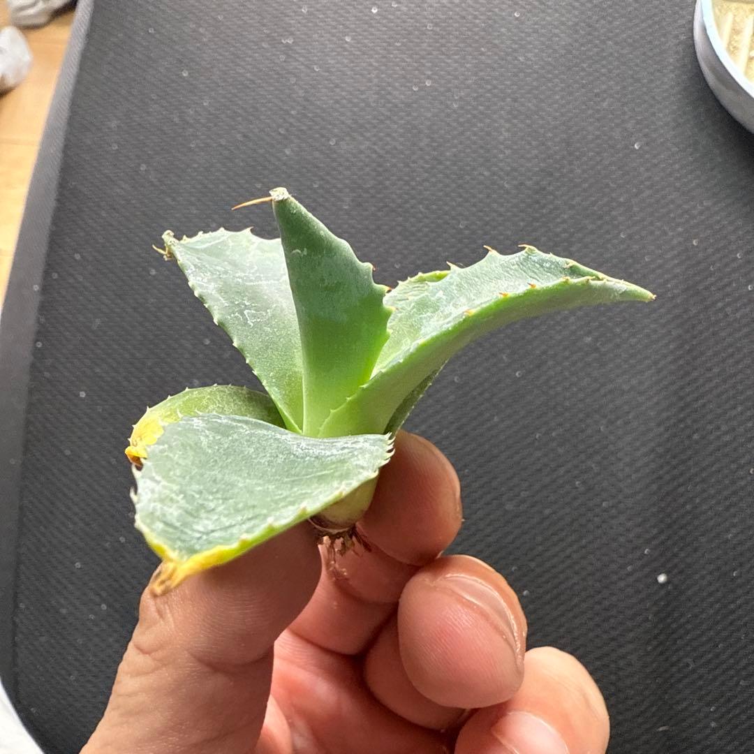 アガベ　ネバデンシス × パライシ　ハイブリッド　ジェレミー　パラサナ