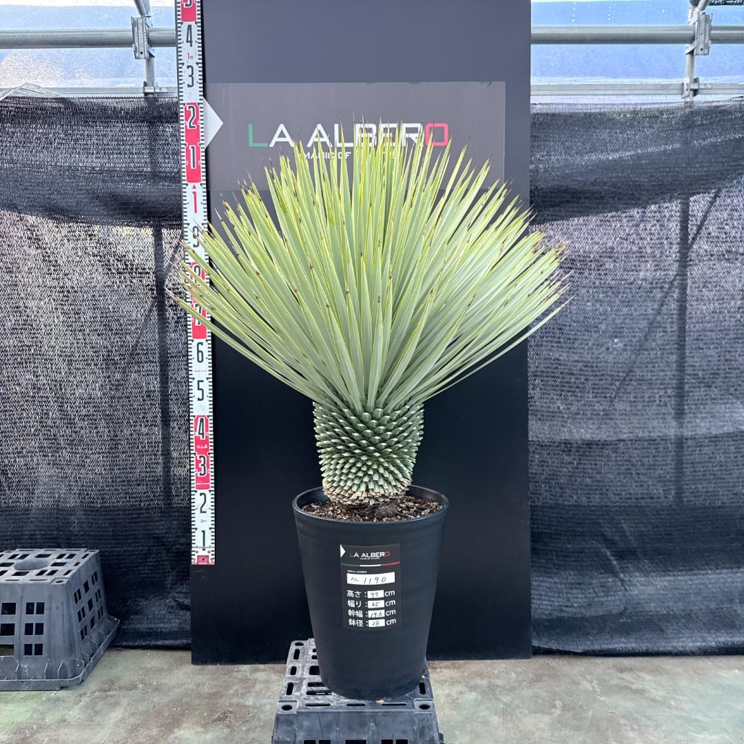 【AL1190】ユッカ　ロストラータ シルバーブルー　超美形　極太　感動個体