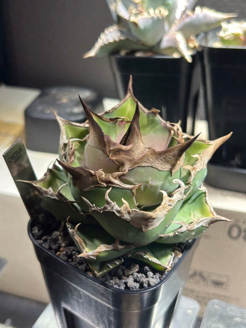 アガベ　トリケラトプス　白犀牛