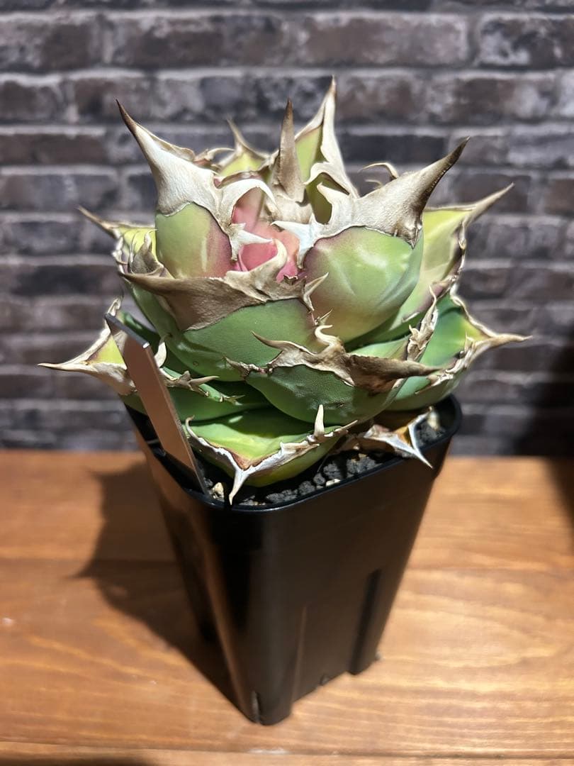 アガベ　トリケラトプス　白犀牛