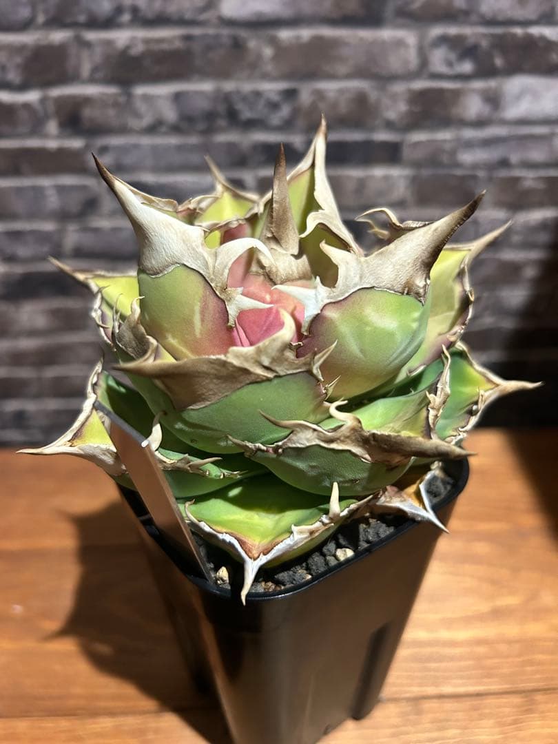 アガベ　トリケラトプス　白犀牛