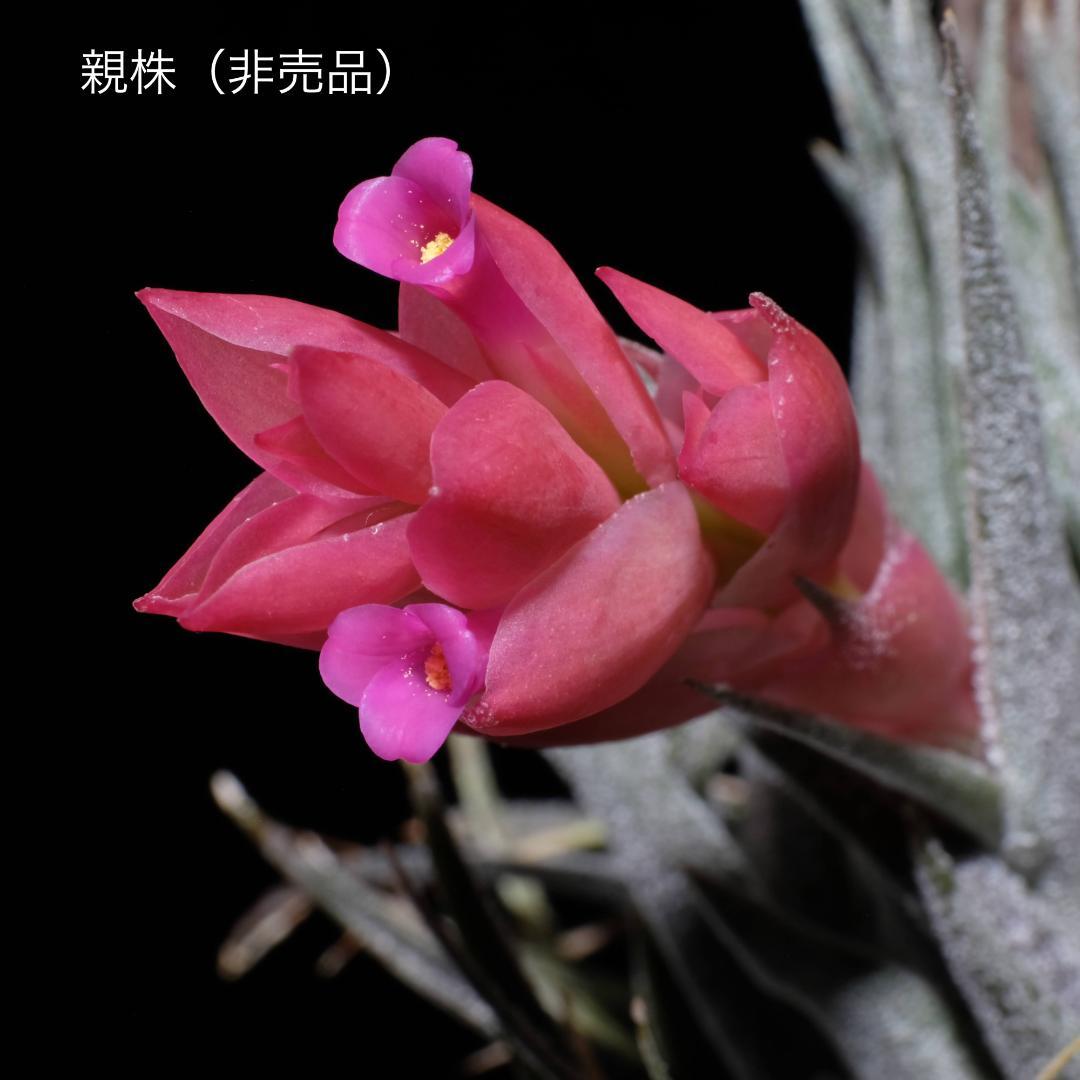 Tillandsia sprengeliana x regnellii　花芽つき