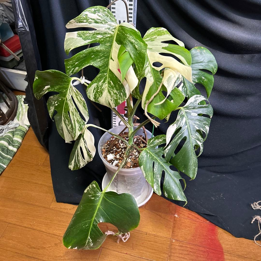 モンステラボルシギアナホワイトタイガー鉢植えまま発送