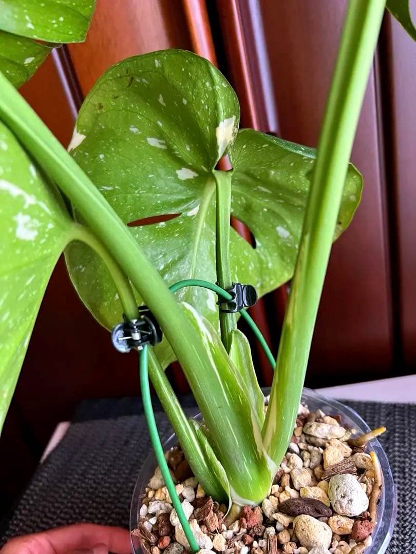 斑入りモンステラデリショーサカップケーキ