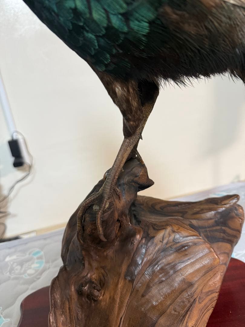 キジ剥製(西岡剥製工房)