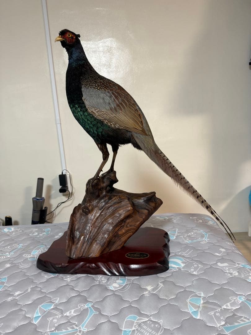 キジ剥製(西岡剥製工房)