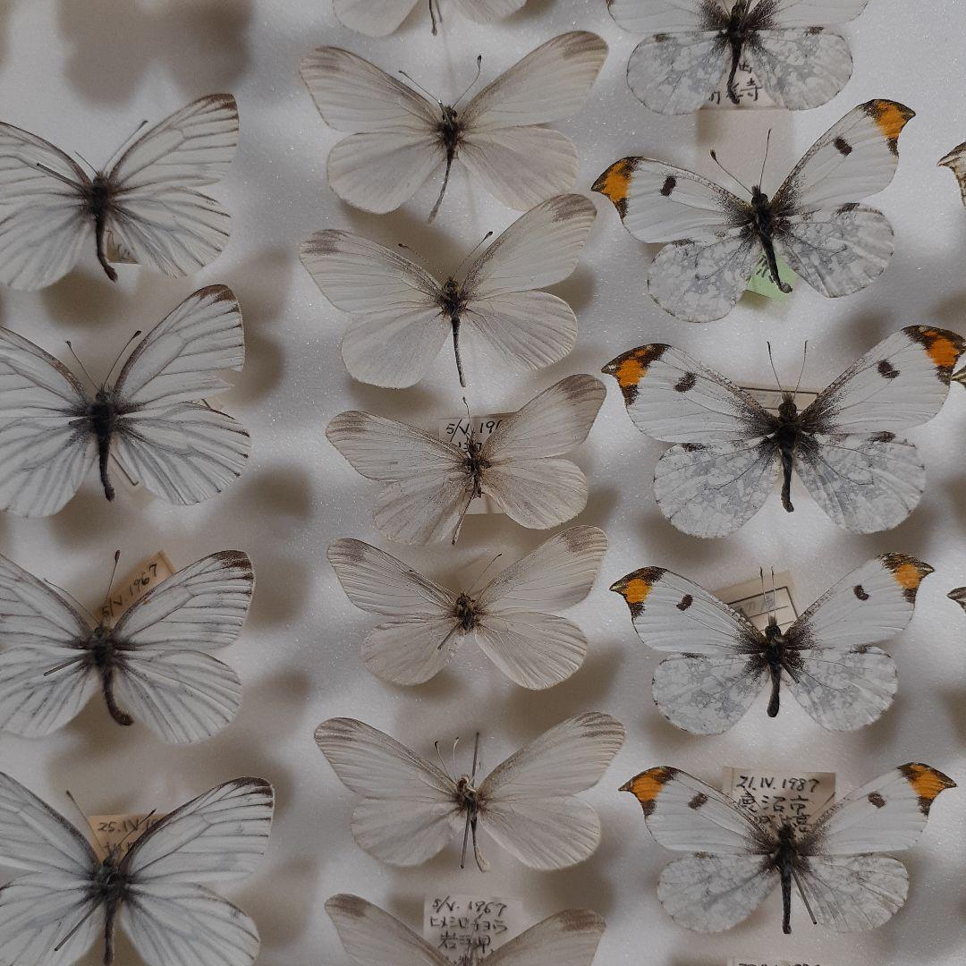 蝶標本　シロチョウ、ヒカゲチョウ類ほか20種156頭、大型ドイツ標本箱二箱入り