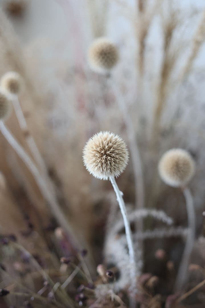 LZOS INDUSTAR-61 L/Z-MC 50mm F2.8 【光学美品】