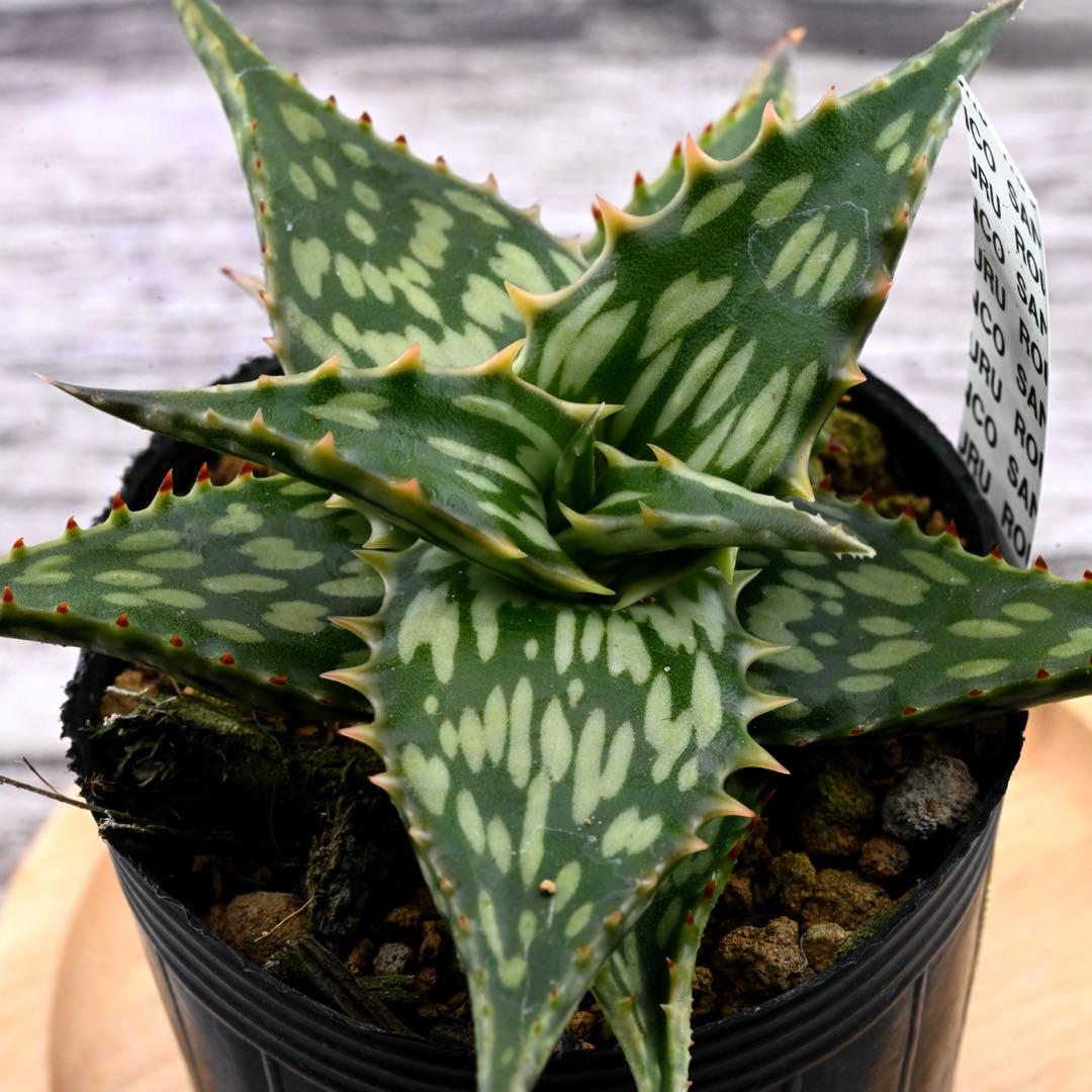 アロエ 実生 ネオペキヘミ ペッキー×ヘミンギー 多肉植物 極上苗