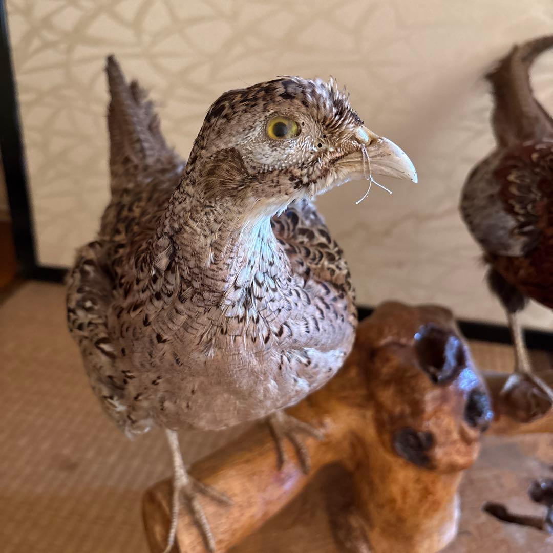 雉　剥製　4羽セット