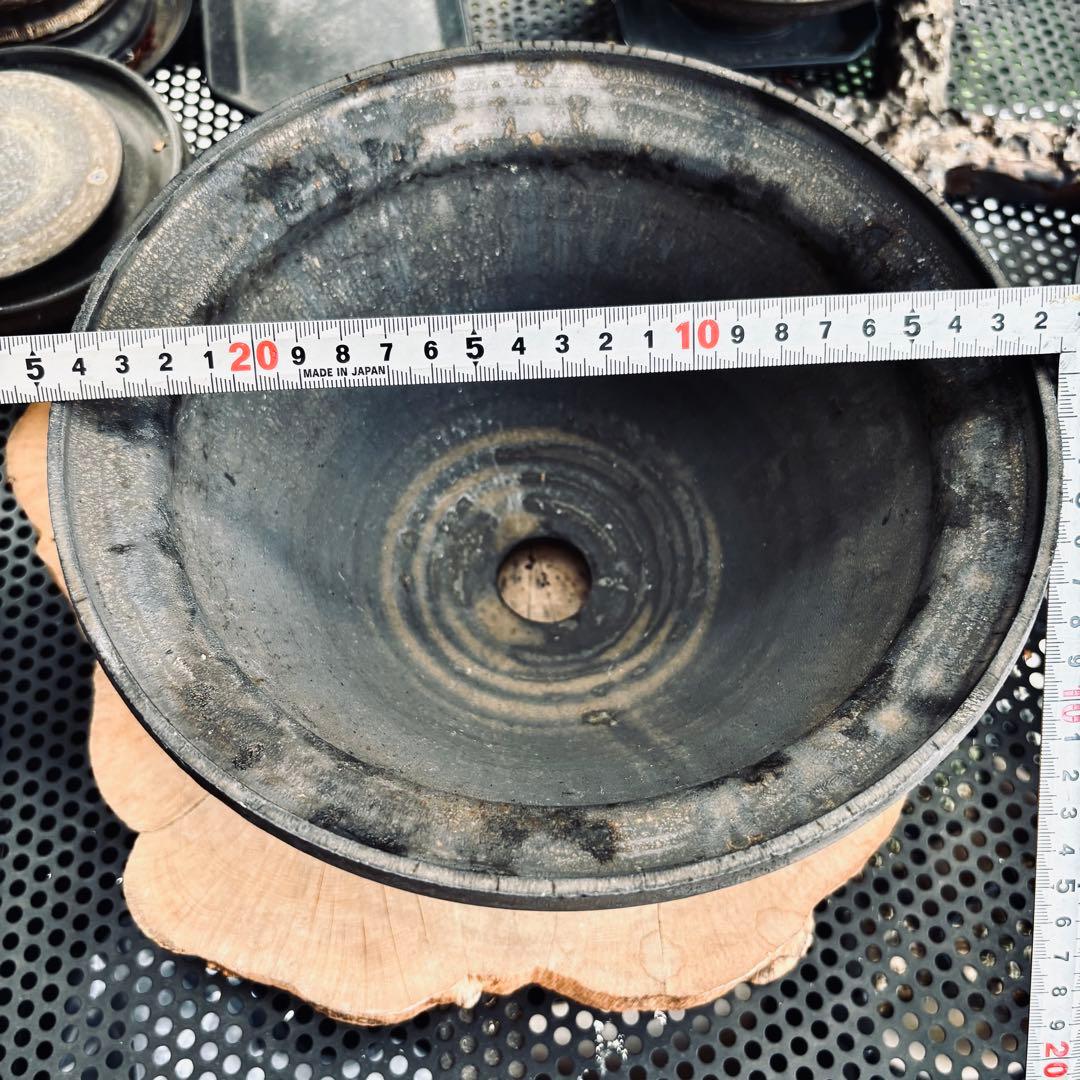 山中勇人 作家鉢 特大鉢 y鉢 アガベ パキプス グラキリス 塊根 植木鉢