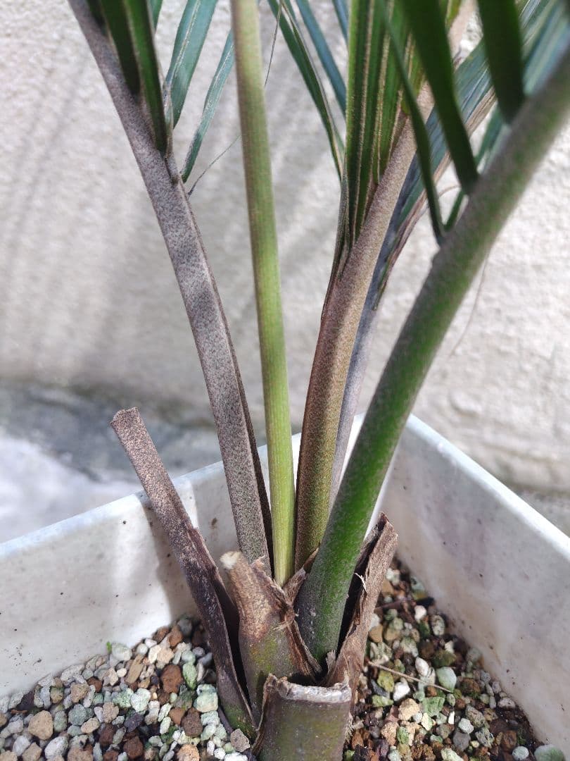 シアッツ　Rhopalostylis sapida　ニカウヤシ