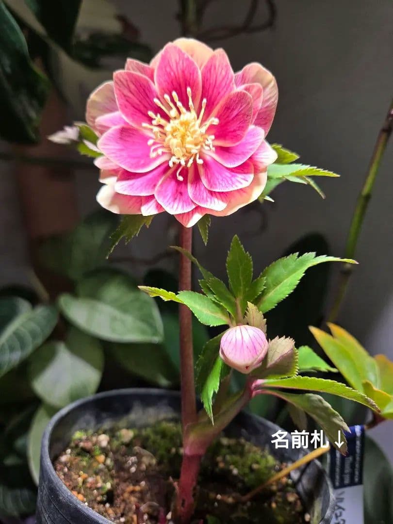 a*a様 未株分　認定ソレイユd d 　広瀬園芸　クリスマスローズ