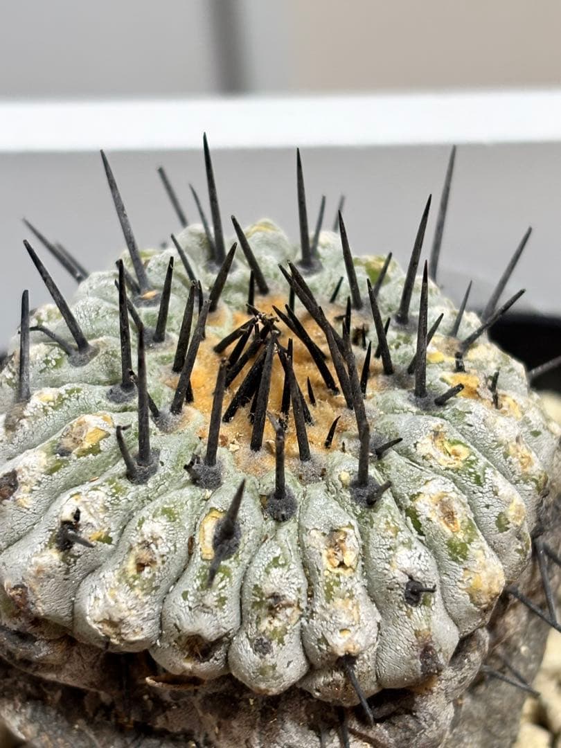 発根済　コピアポア コルムナアルバ Copiapoa 孤竜丸　黒王丸　シネレア2