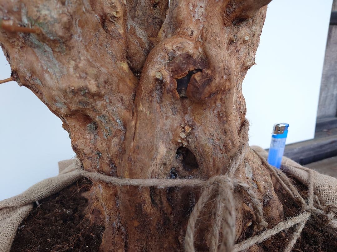 ミ*ナ様 盆栽　皐月(栄冠)　幹回り60cm　樹高64cm