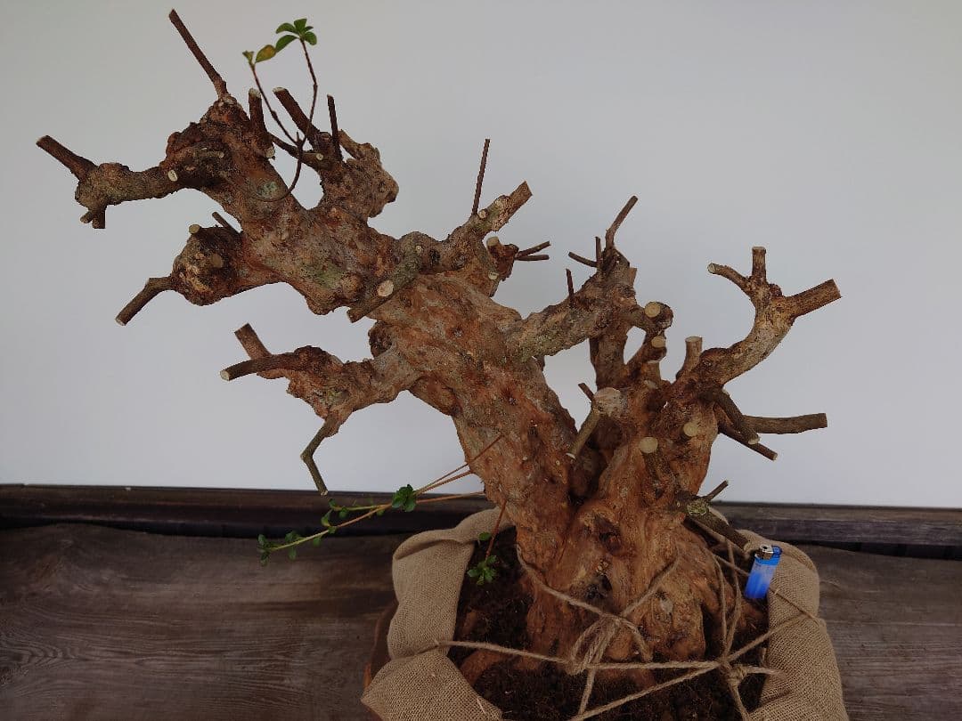 ミ*ナ様 盆栽　皐月(栄冠)　幹回り60cm　樹高64cm