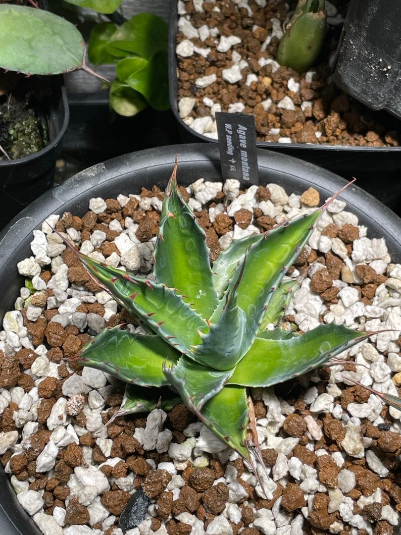 アガベ モンタナ 中斑 検) オリザバ トランカータ 斑入り