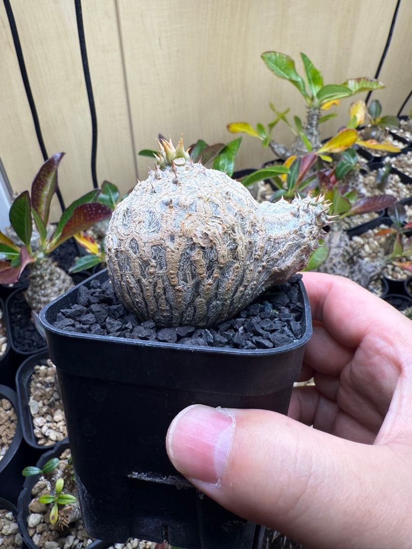 パキポディウム ウィンゾリー 実生 31