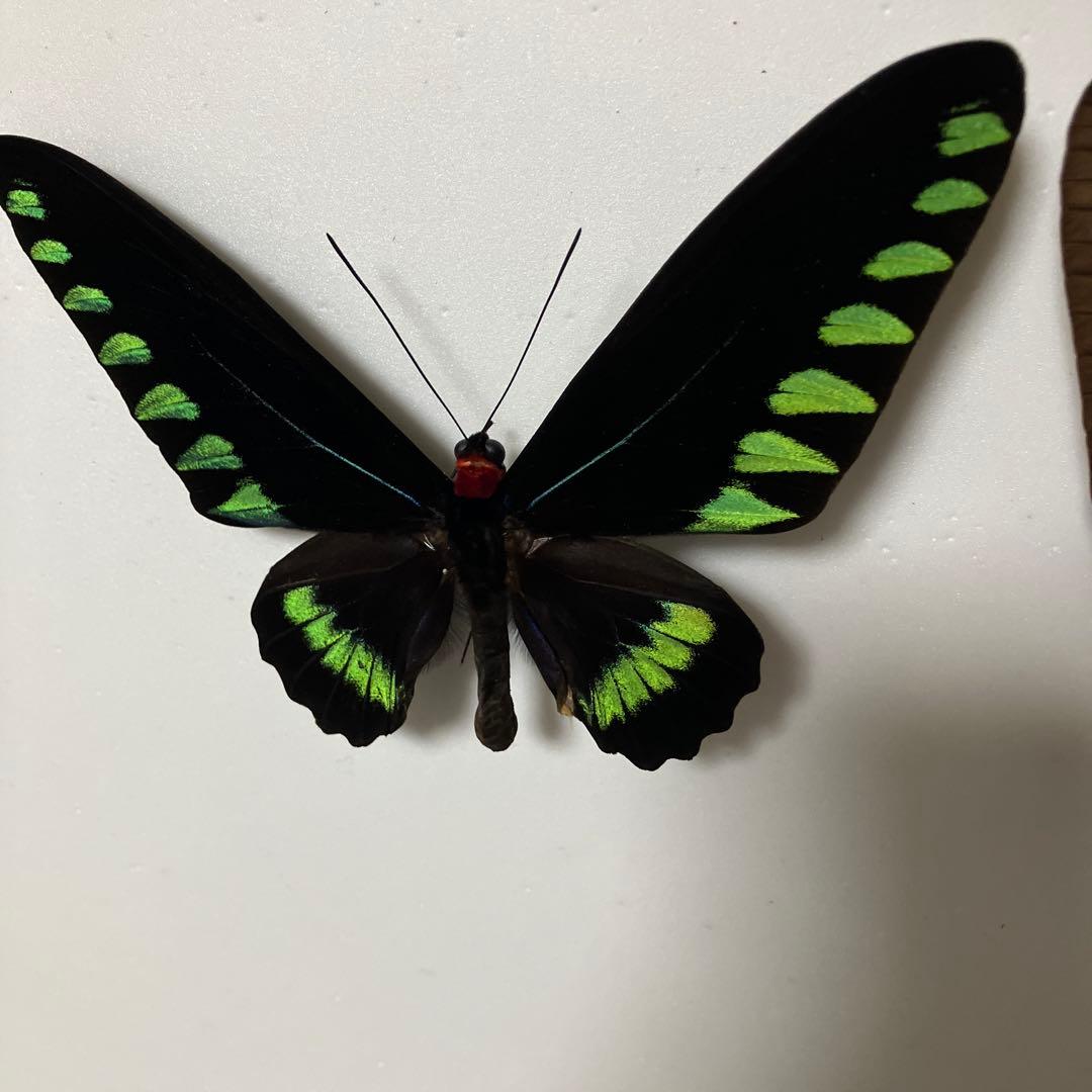 パラワンアカエリトリバネアゲハ♂♀