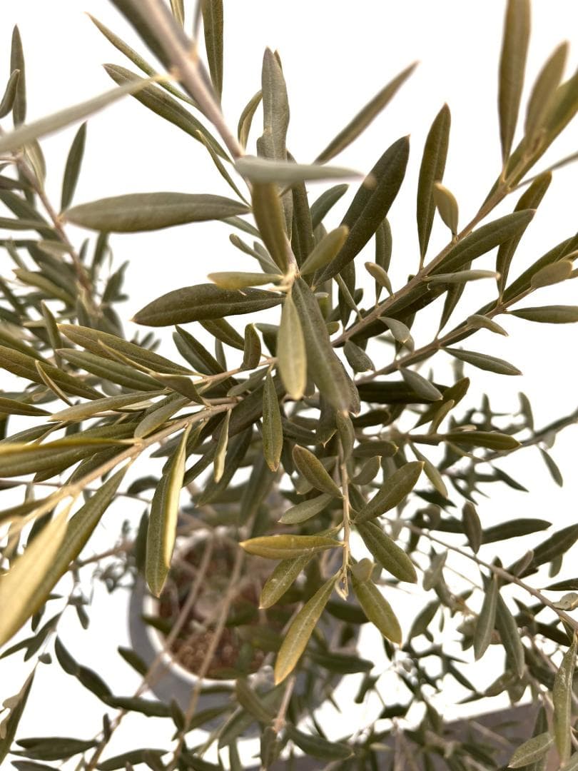 オリーブの木　デルモロッコ　7号　約110cm　K-303　希少品種　現品掲載