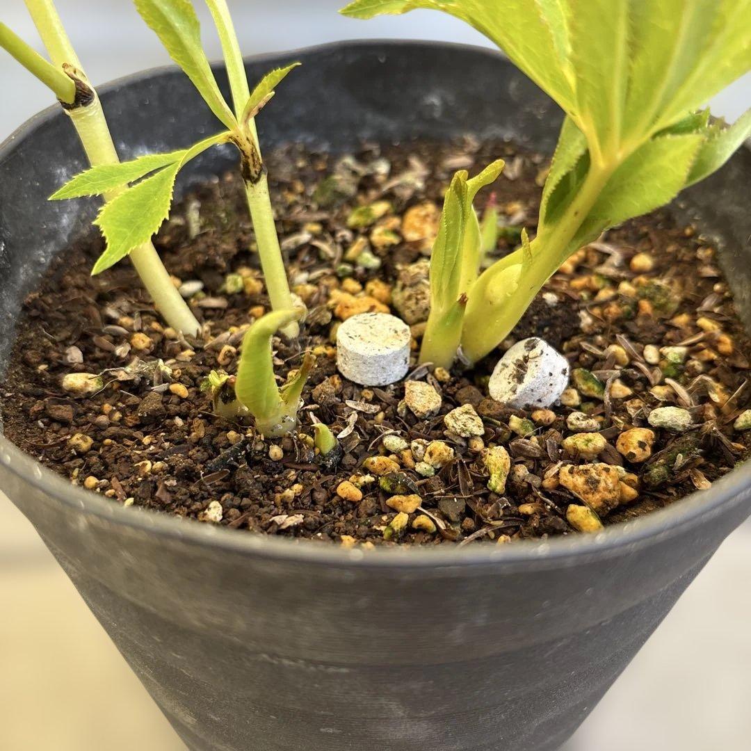 広瀬園芸　ピンクボカシオーレアバイカラー　クリスマスローズ　開花株　匿名発送