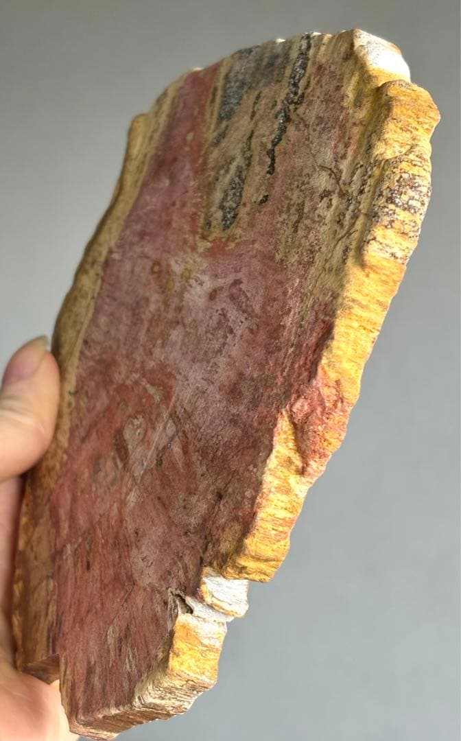 高品質　ピンクレッド　ペトリファイドウッド　BIGプレート　珪化木