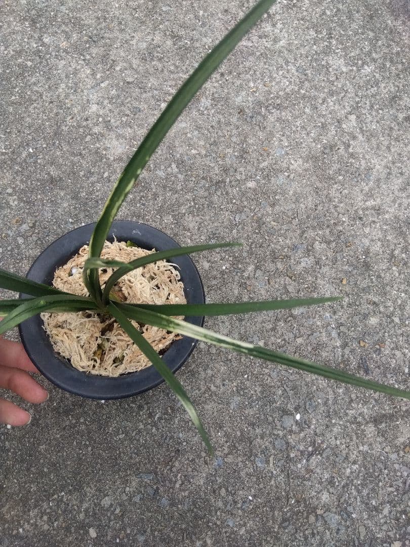 万年青　おもと　関白　斑入り　4号陶器鉢つき　⑥