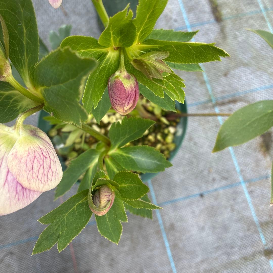 クリスマスローズ　リバーシブル　７寸