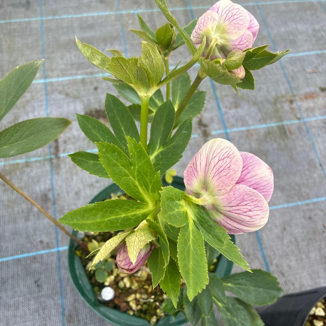 クリスマスローズ　リバーシブル　７寸