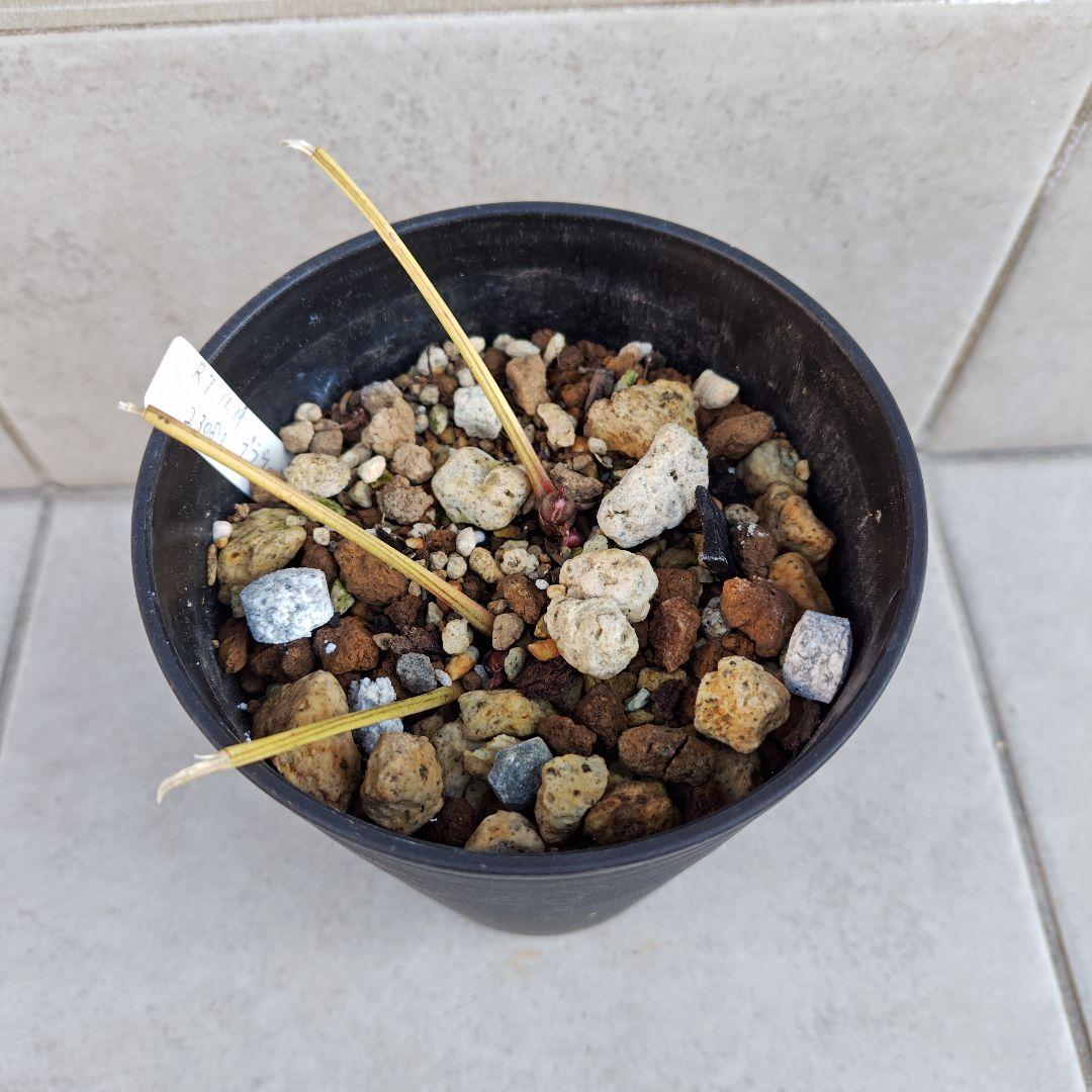 ぽ*た様 クリスマスローズ 大木ナーセリー ブラウン系ミスティーク 株分け