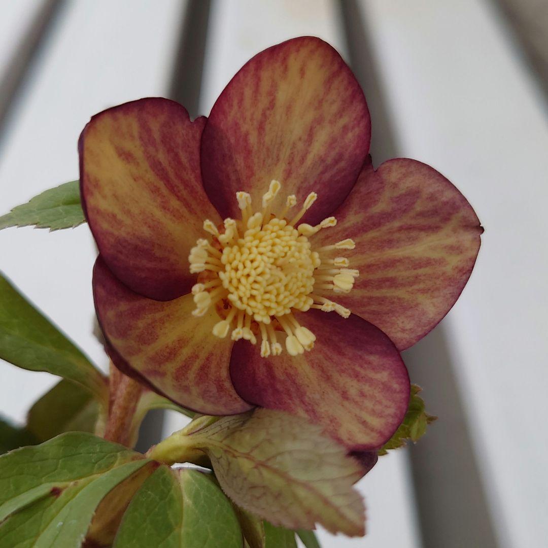 ぽ*た様 クリスマスローズ 大木ナーセリー ブラウン系ミスティーク 株分け