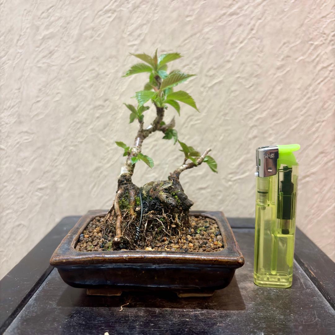 極太!!樹高13㎝　信濃寒桜　2季咲　小品盆栽　真柏　黒松　五葉松　梅　楓　薔薇