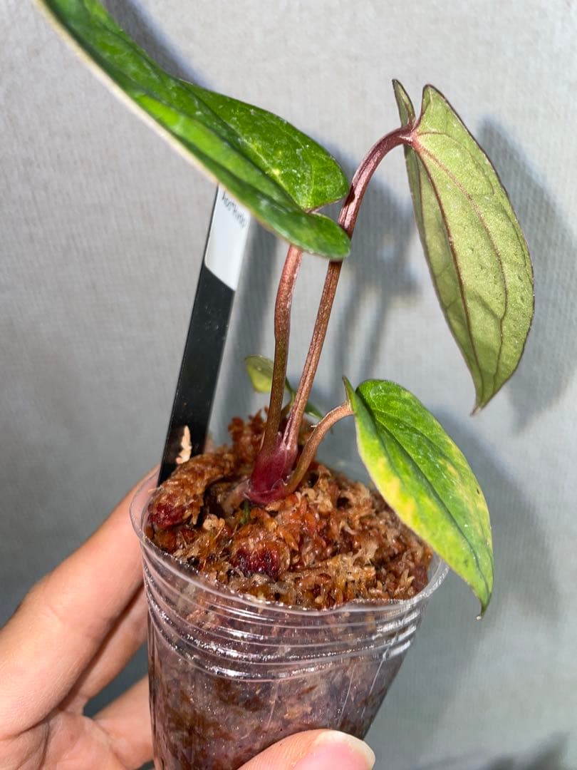 /*様 Anthurium AOS✖️RVDP斑入り