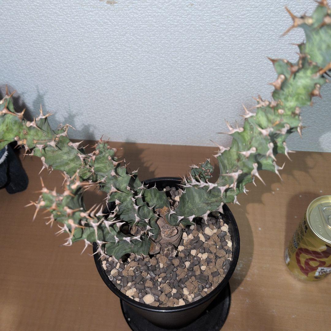 ユーフォルビア　クラビゲラ　大株 実生（鉢付き)