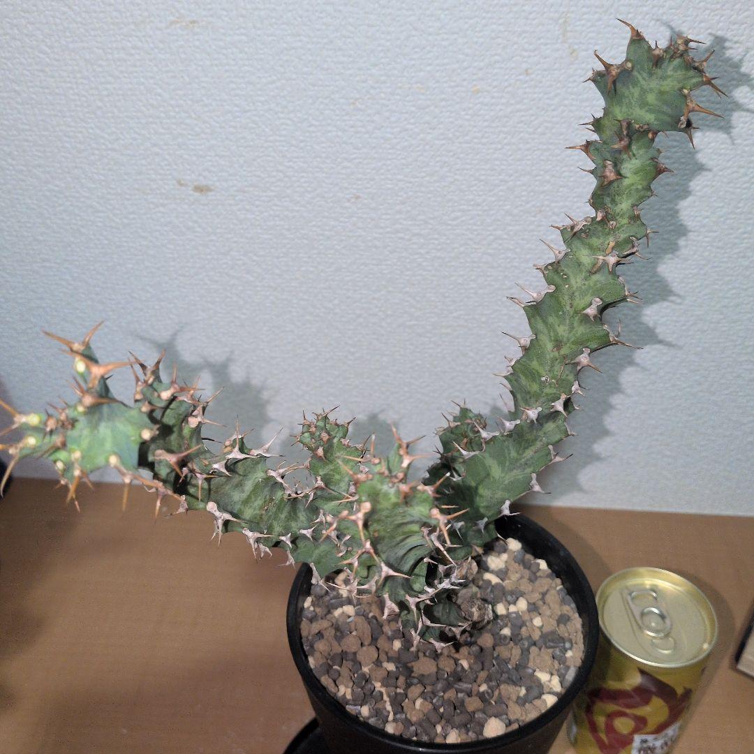 ユーフォルビア　クラビゲラ　大株 実生（鉢付き)