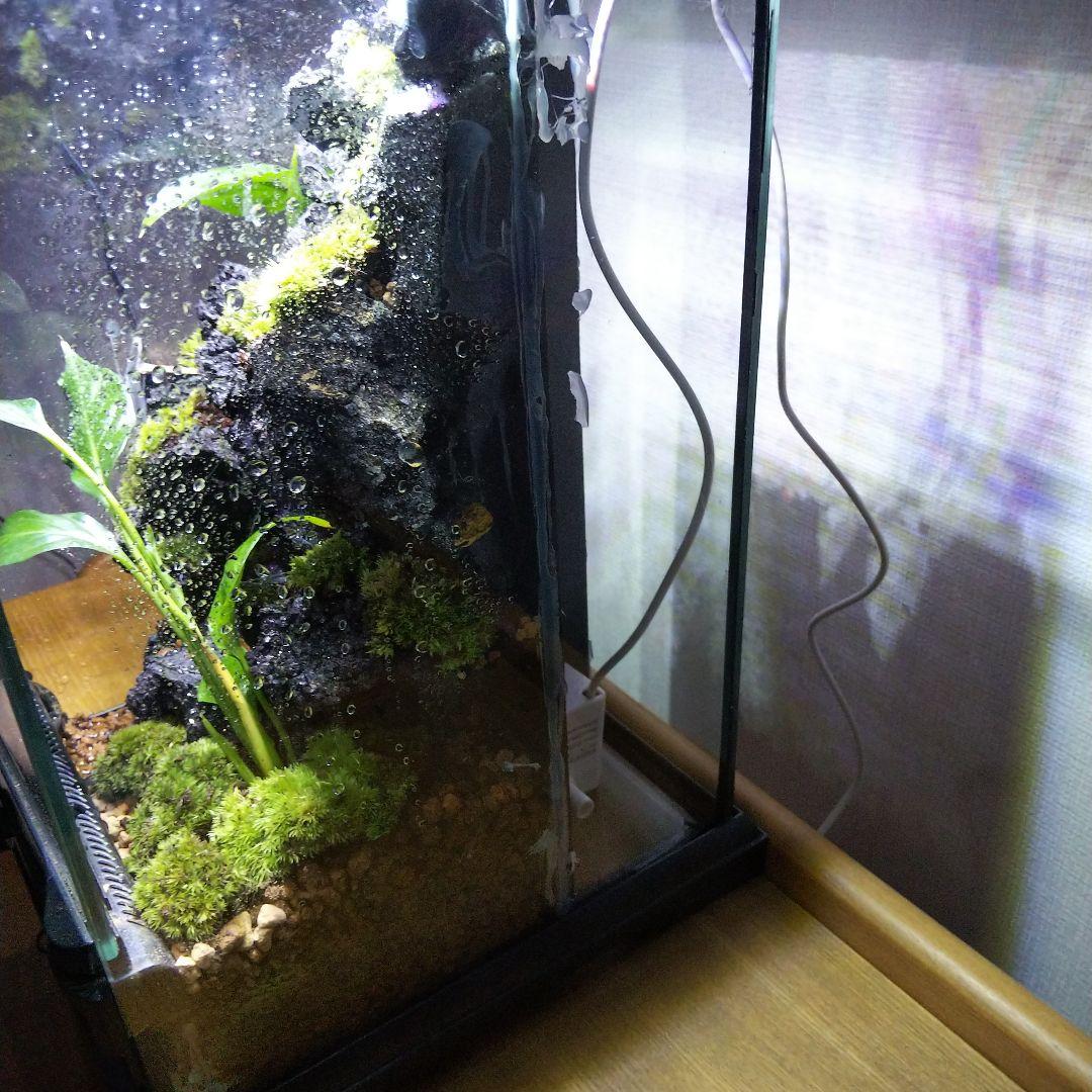 【受注生産】滝の流れるアクアテラリウム　テラリウム　苔　イモリウム