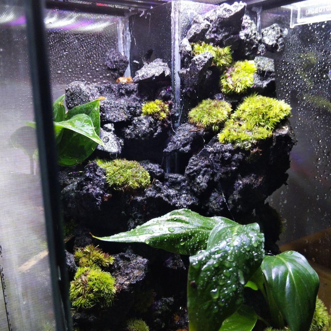 【受注生産】滝の流れるアクアテラリウム　テラリウム　苔　イモリウム