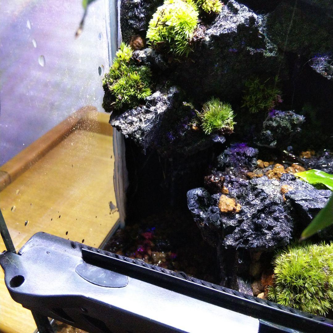 【受注生産】滝の流れるアクアテラリウム　テラリウム　苔　イモリウム