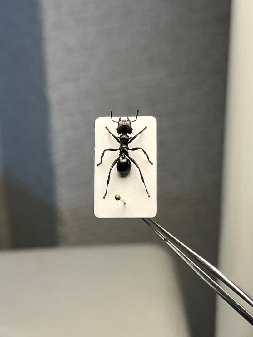 【9mm】ナベブタアリの一種 標本 クロオオアリグンタイアリ 標本 パラポネラ