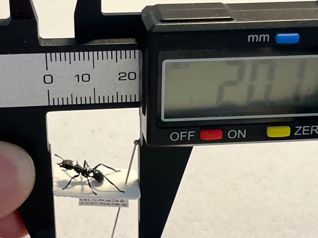 【9mm】ナベブタアリの一種 標本 クロオオアリグンタイアリ 標本 パラポネラ