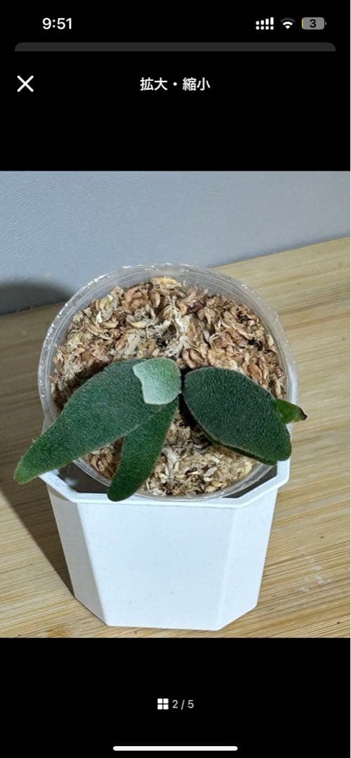 P. Spur(TC)【M-11】P. Jenny #1 (TC)【M-49】