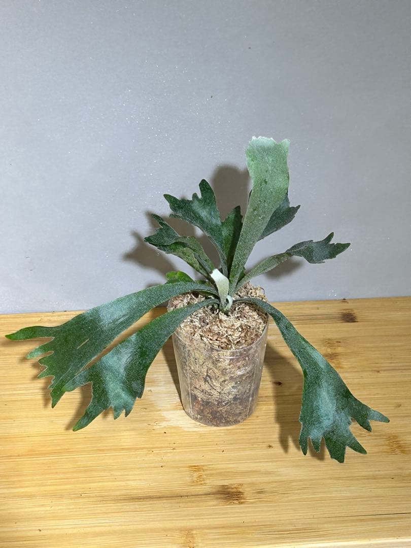 P. Spur(TC)【M-11】P. Jenny #1 (TC)【M-49】