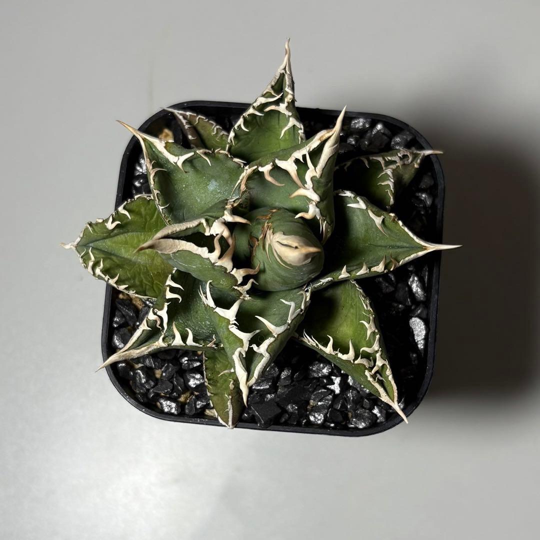 【白毫刺】アガベ チタノタ　中株