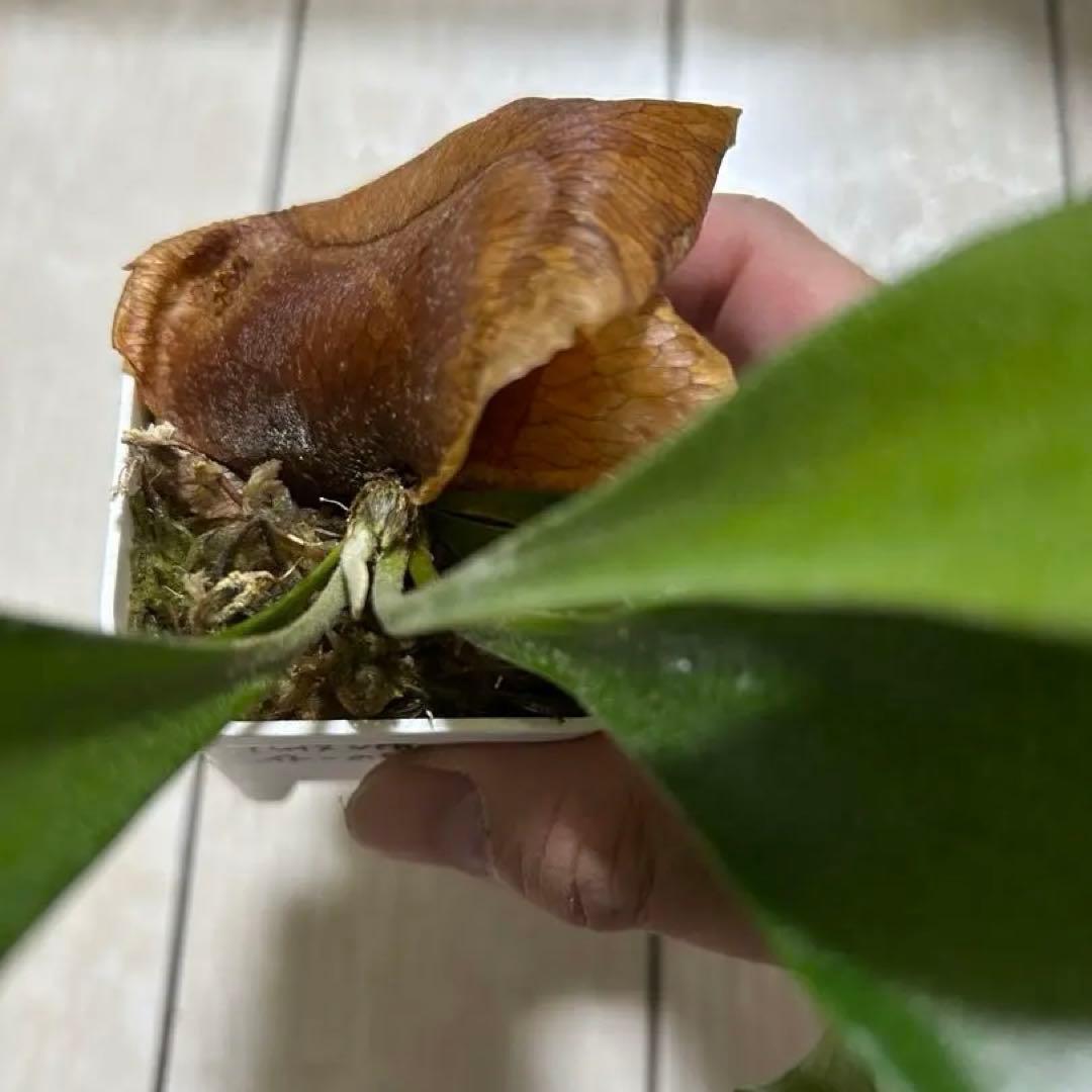 Mt.Lewis (vp#C). Sattahip spore ビカクシダ　①