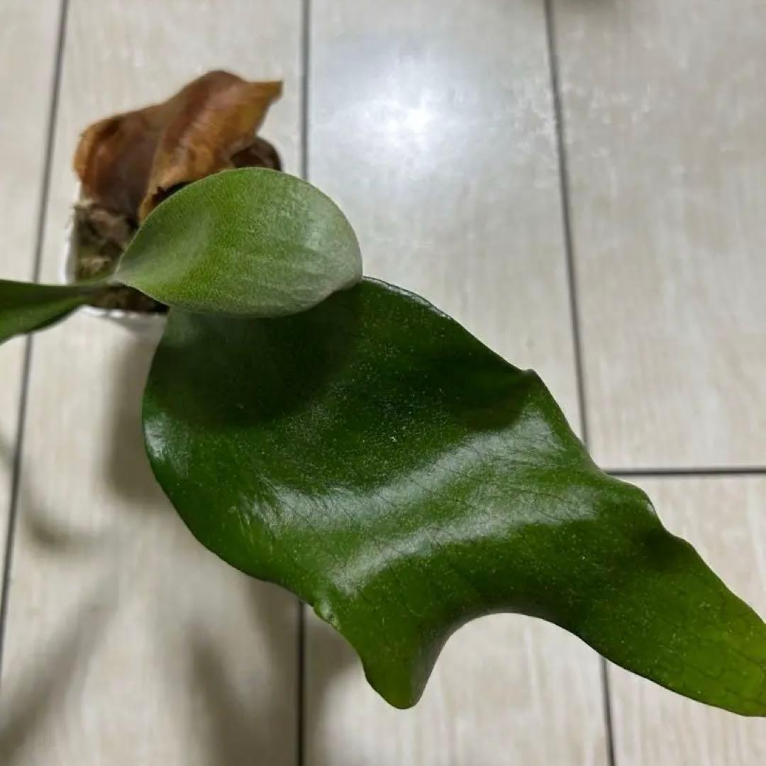 Mt.Lewis (vp#C). Sattahip spore ビカクシダ　①