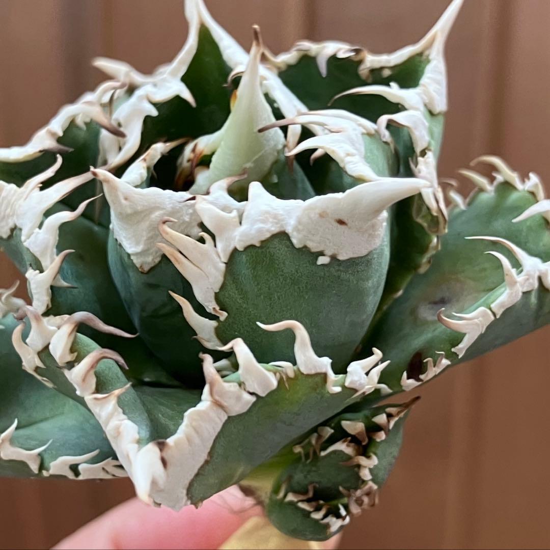 【初売り】64 超選抜　太棘　子株付き　コンパクト　アガベ　白豪刺TC 匿名配送