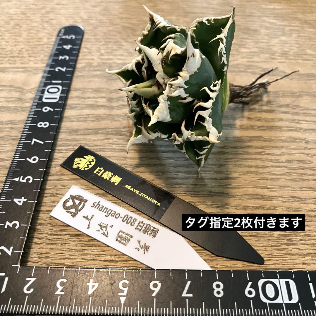 【初売り】64 超選抜　太棘　子株付き　コンパクト　アガベ　白豪刺TC 匿名配送