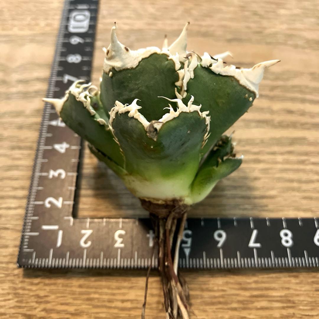 【初売り】64 超選抜　太棘　子株付き　コンパクト　アガベ　白豪刺TC 匿名配送