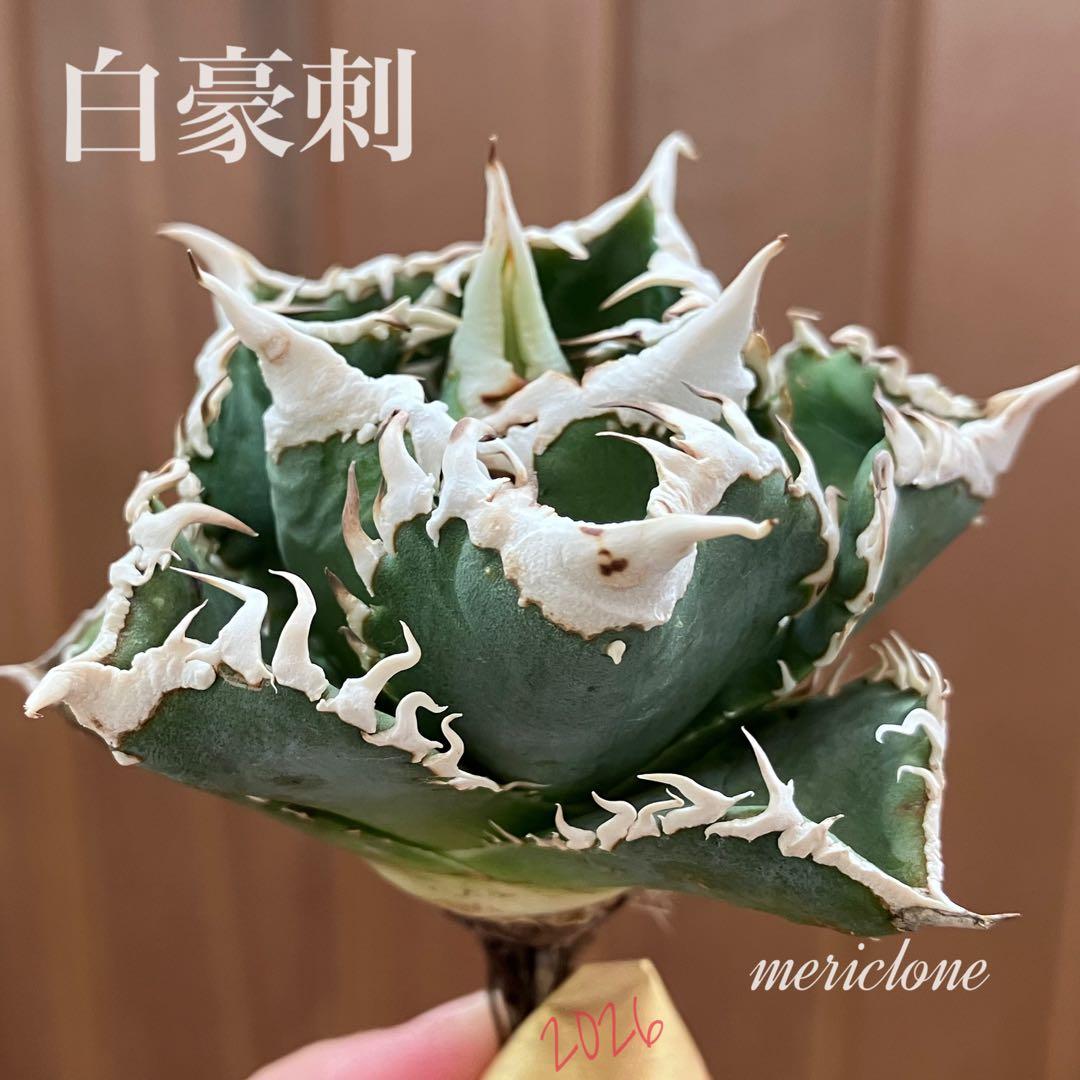 【初売り】64 超選抜　太棘　子株付き　コンパクト　アガベ　白豪刺TC 匿名配送